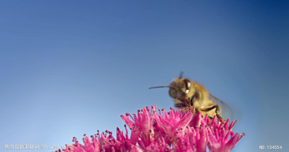 0657-蜜蜂采花粉07-自然美景-植物类