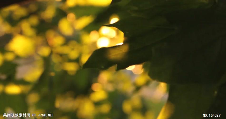 自然森林款Y4366阳光透过枫叶