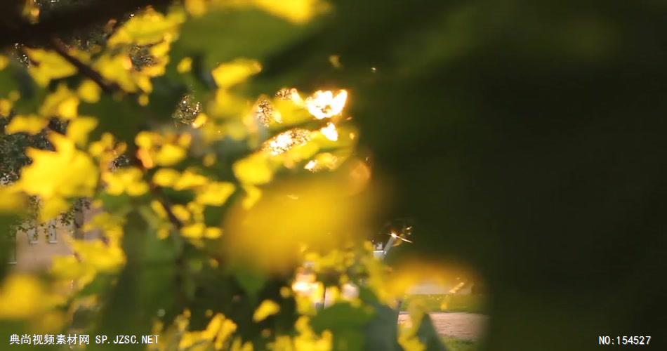 自然森林款Y4366阳光透过枫叶