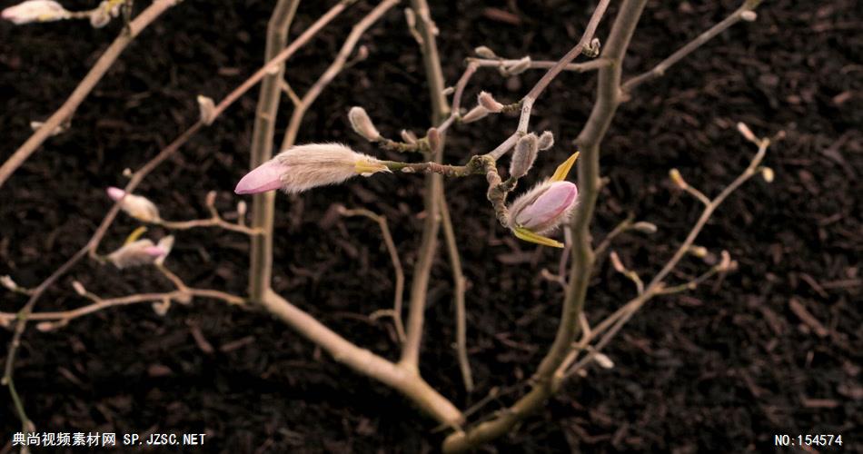 0632-花开放12(木兰花)-自然美景-植物类