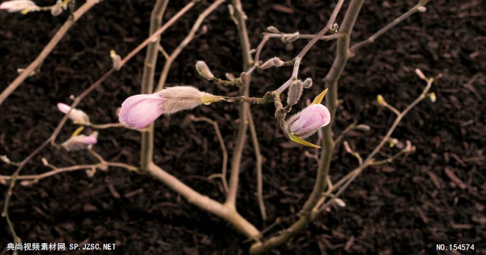 0632-花开放12(木兰花)-自然美景-植物类