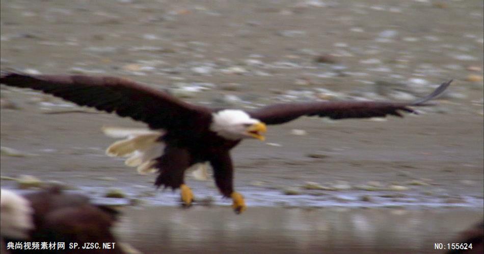 0596-鹰09动物视频动物动作