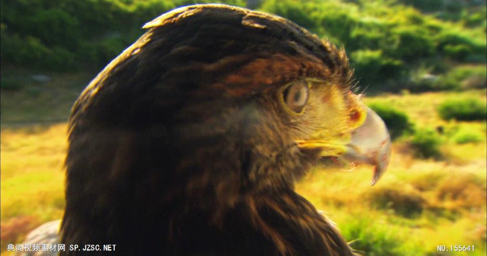 0574-雄鹰-特写3动物视频动物动作