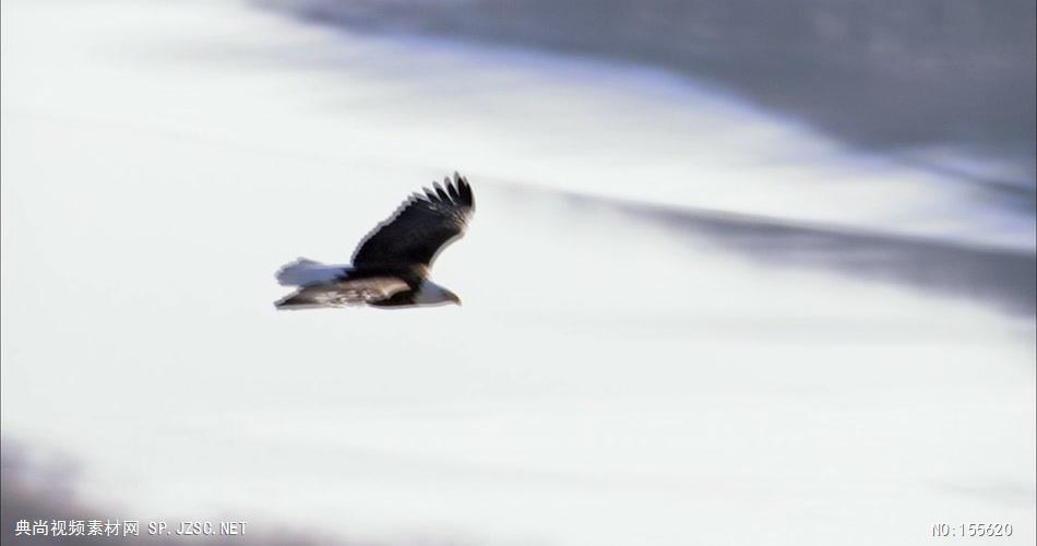 0600-鹰13动物视频动物动作