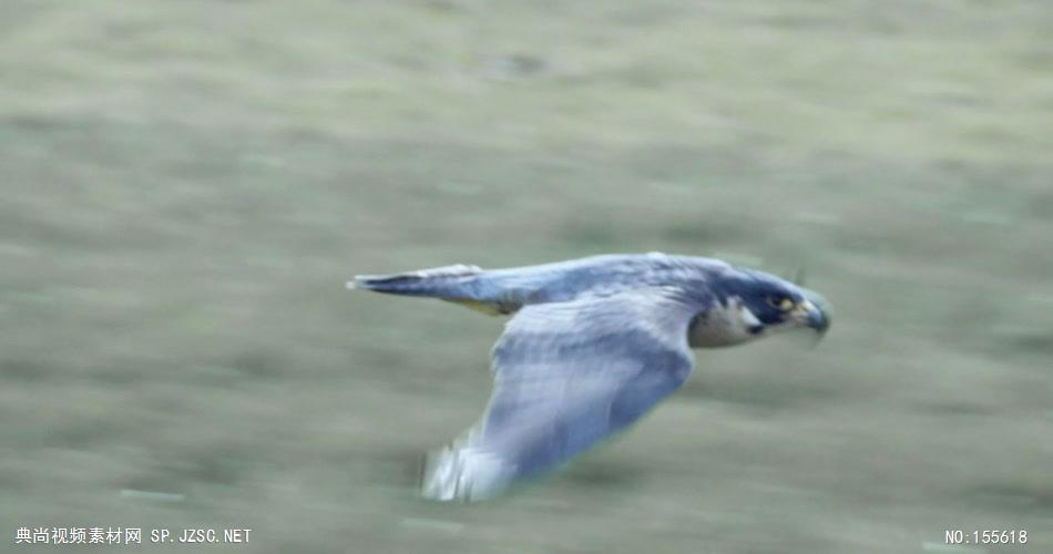 0601-鹰飞翔、特写一组动物视频动物动作