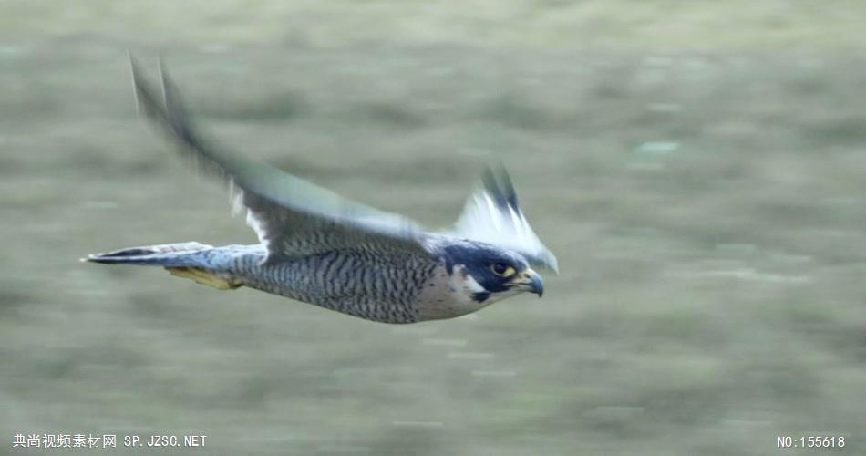 0601-鹰飞翔、特写一组动物视频动物动作