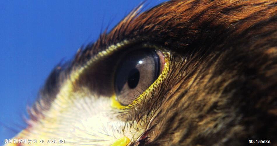 0578-雄鹰-眼睛特写1动物视频动物动作