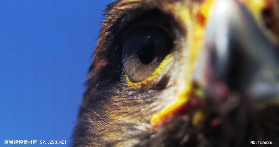 0578-雄鹰-眼睛特写1动物视频动物动作