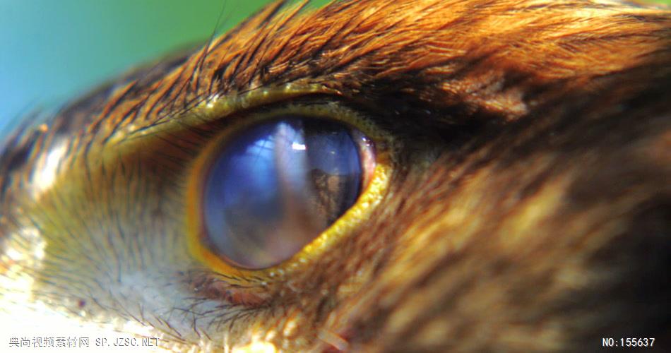 0580-雄鹰-眼睛特写3动物视频动物动作