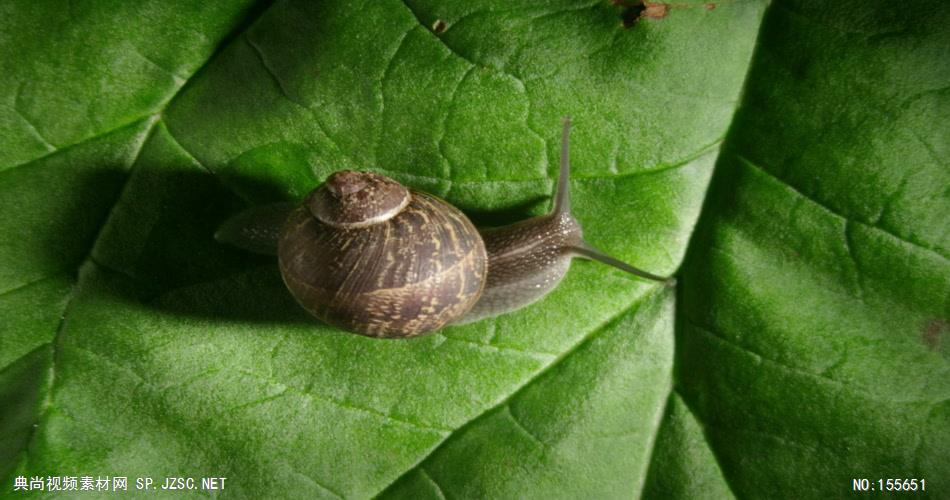 0566-蜗牛2 动物类