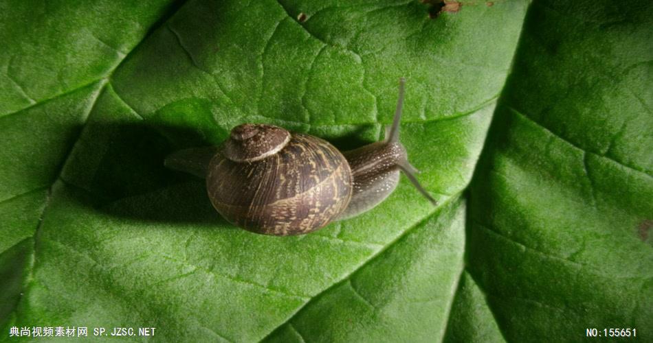 0566-蜗牛2 动物类