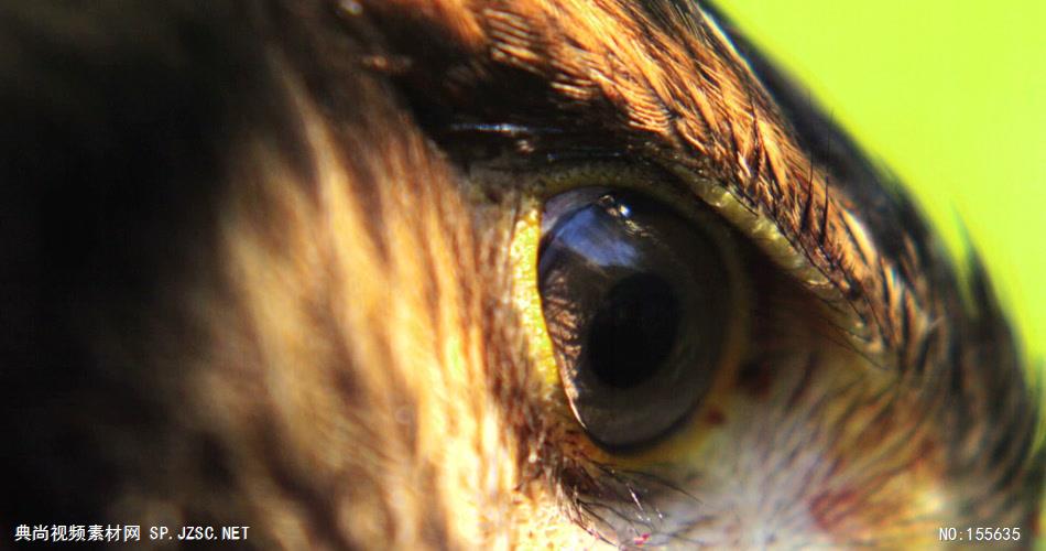 0581-雄鹰-眼睛特写4动物视频动物动作