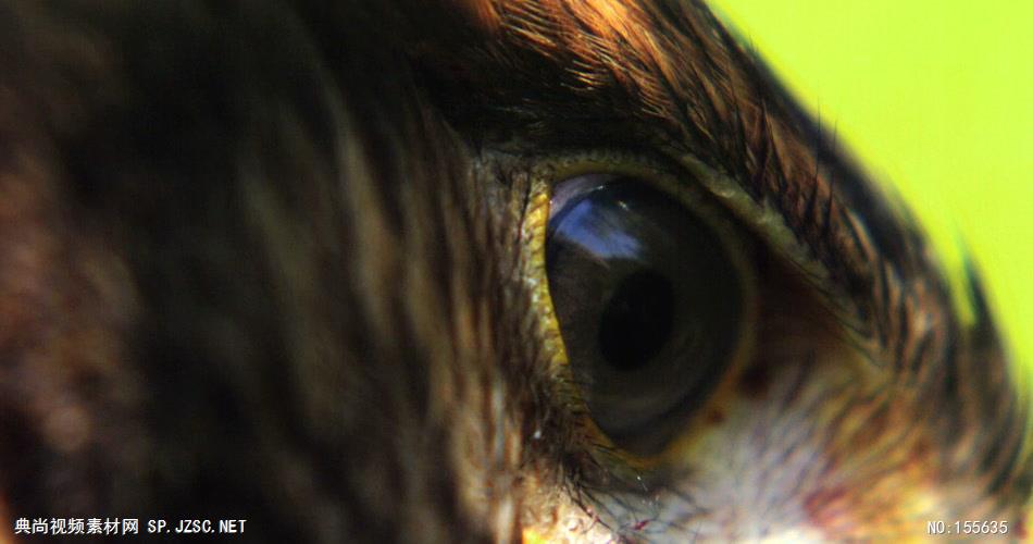 0581-雄鹰-眼睛特写4动物视频动物动作