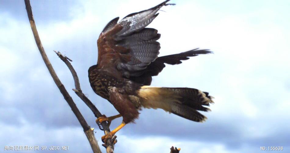 0577-雄鹰-雄鹰展翅1动物视频动物动作