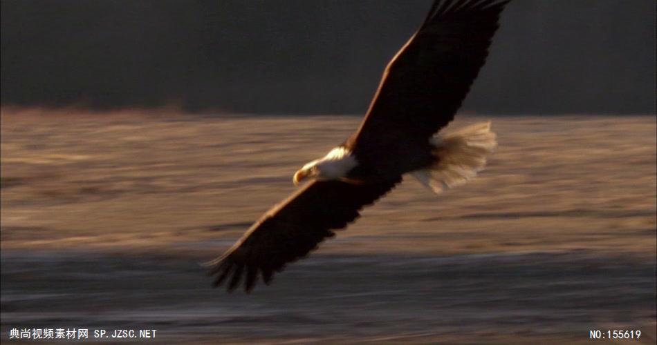 0595-鹰08动物视频动物动作
