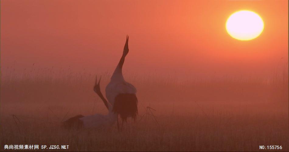 0545-晨光下的鹤舞动物视频动物动作