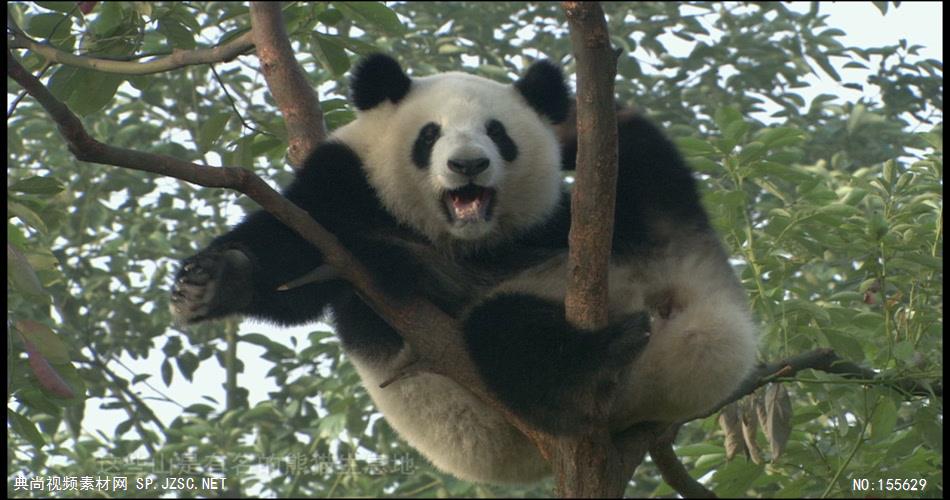 0586-熊猫吃竹子动物视频动物动作