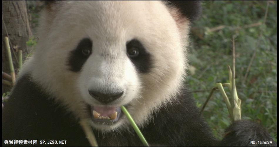 0586-熊猫吃竹子动物视频动物动作