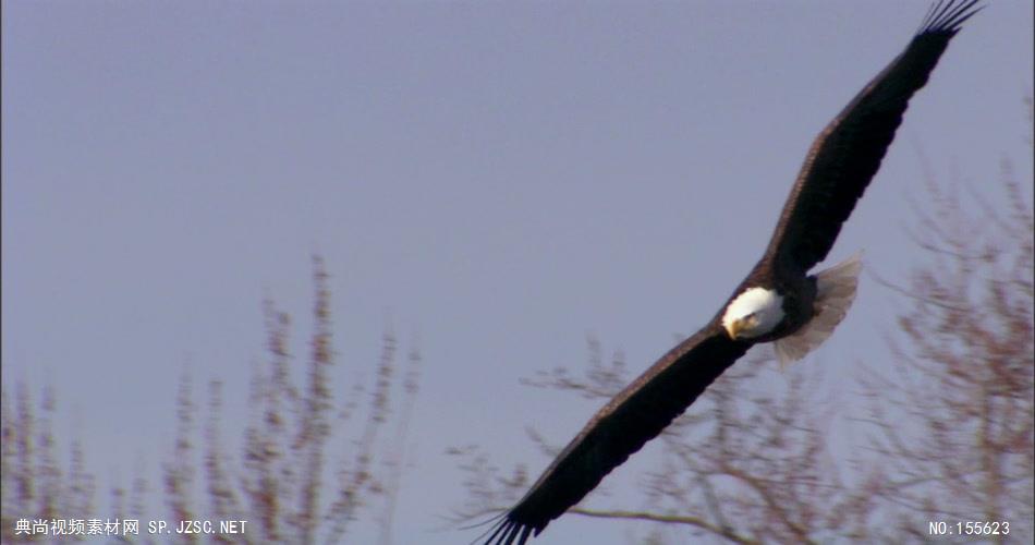 0597-鹰10动物视频动物动作
