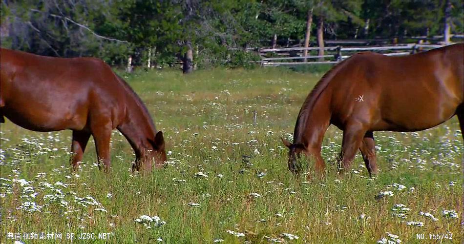 两只马在草地上吃草 骑马视频奔马视频