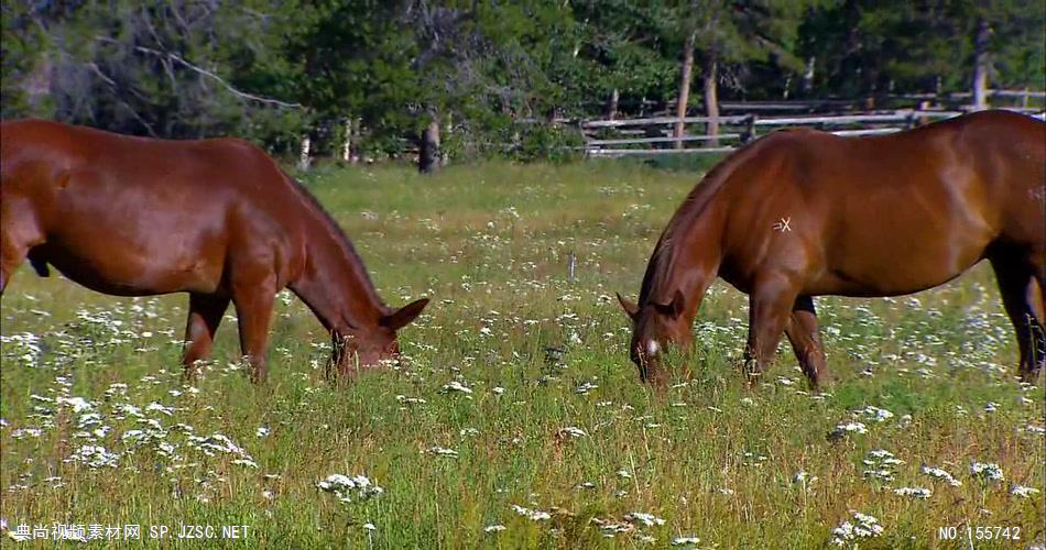 两只马在草地上吃草 骑马视频奔马视频