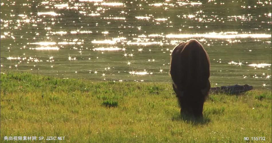 星光湖面和悠闲吃草的牛 骑马视频奔马视频