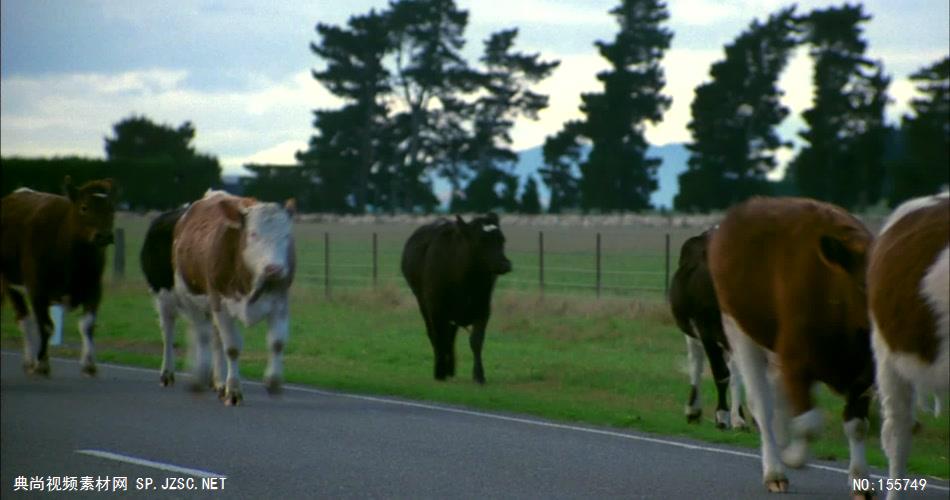 草原上成群的牛羊 骑马视频奔马视频