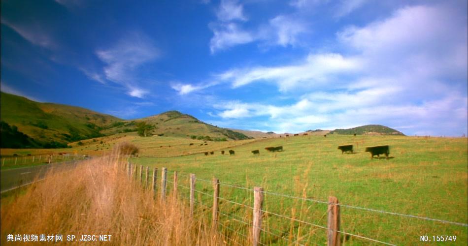 草原上成群的牛羊 骑马视频奔马视频