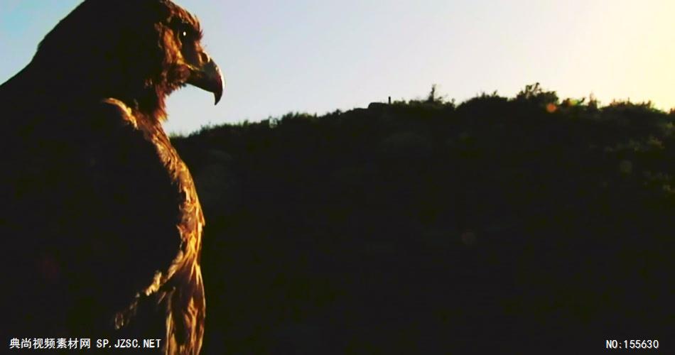 0571-雄鹰-活捉山鸡整个过程动物视频动物动作