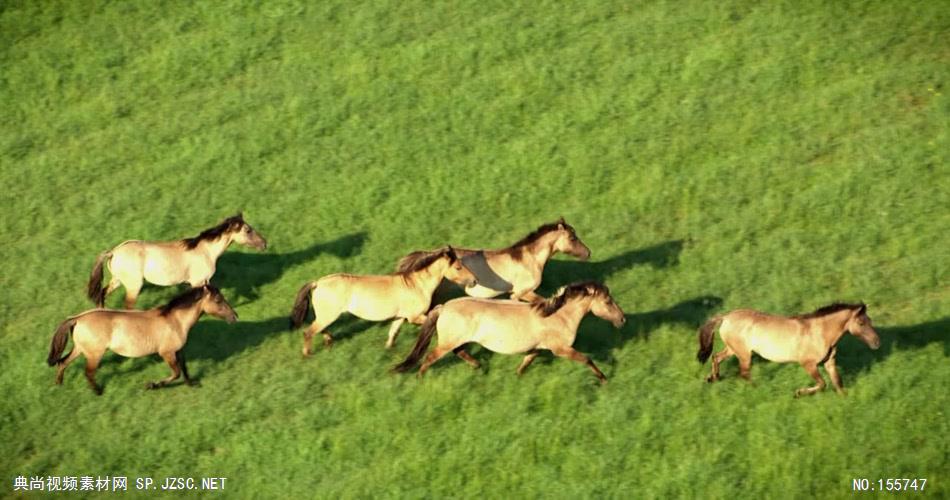 草原上群马奔跑 骑马视频奔马视频