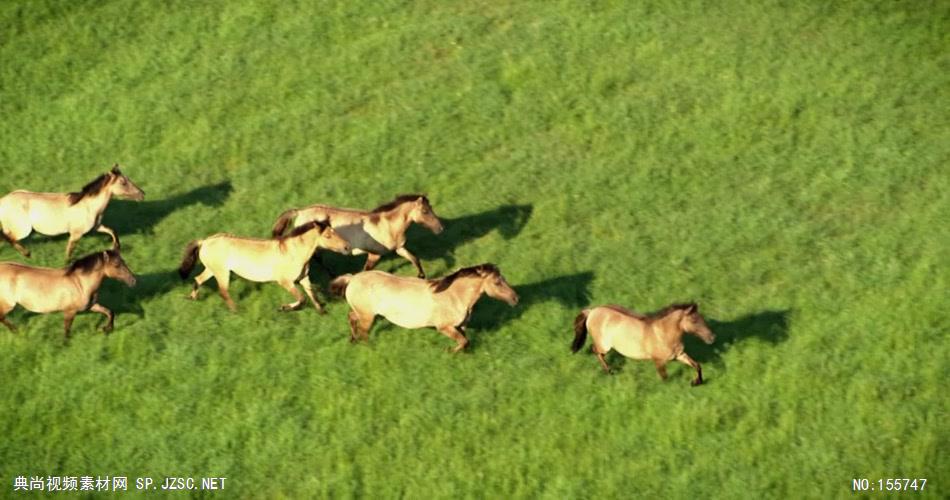 草原上群马奔跑 骑马视频奔马视频