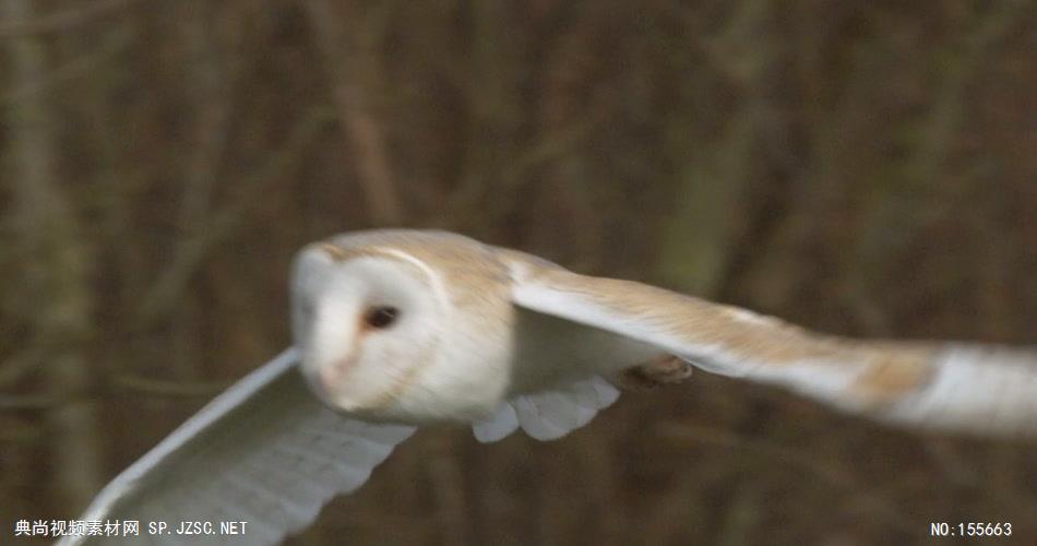 0544-白色猫头鹰飞翔一组 动物类