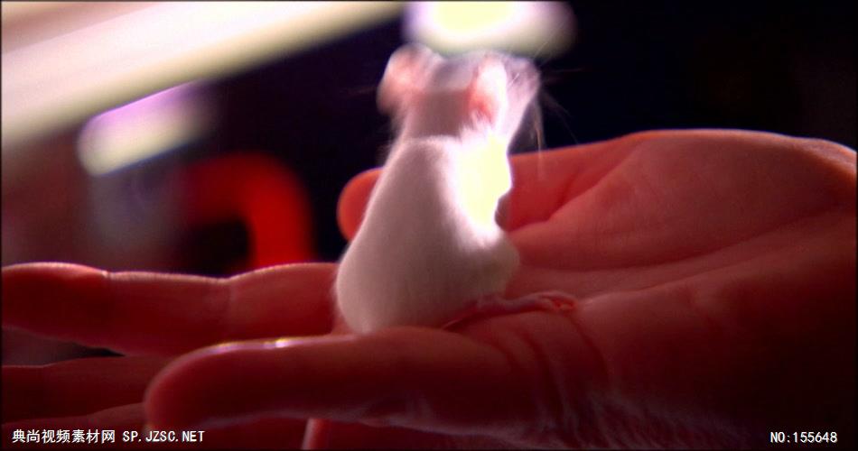 0567-小白鼠(实验用) 动物类