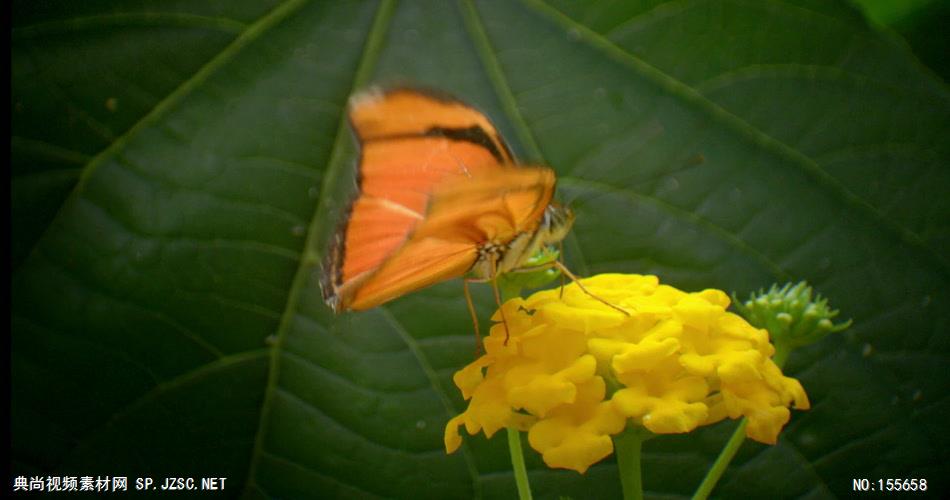 0553-蝴蝶采花粉2 动物类