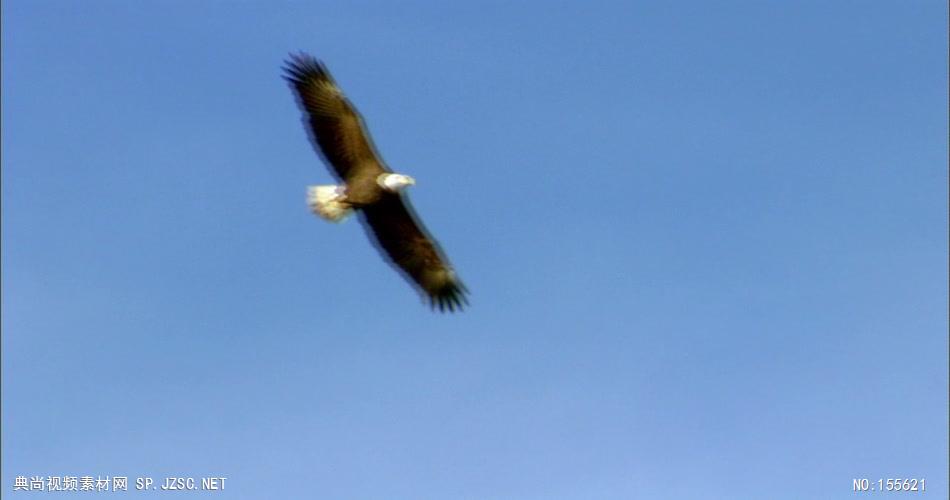 0599-鹰12动物视频动物动作