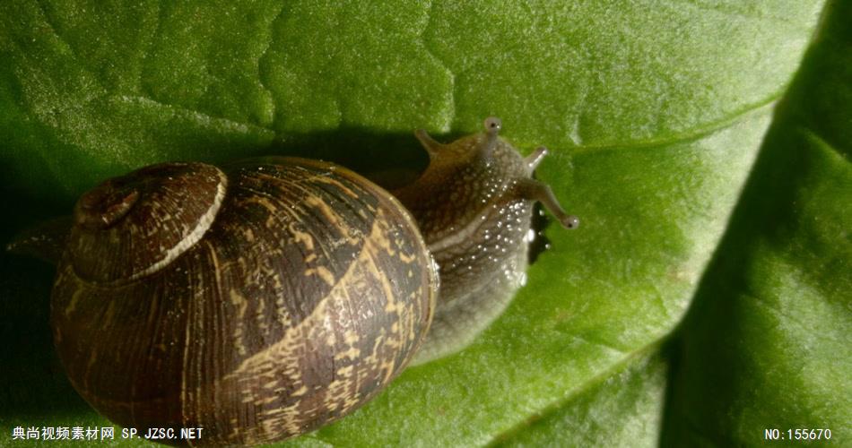 0565-蜗牛1 动物类
