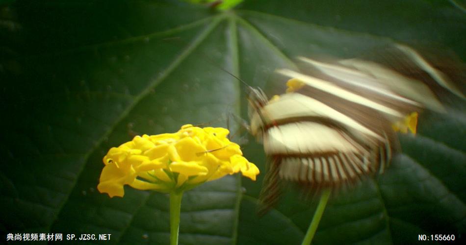 0552-蝴蝶采花粉1 动物类