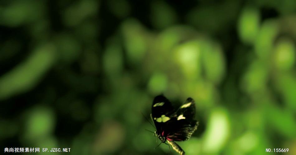 0556-蝴蝶飞过1 动物类
