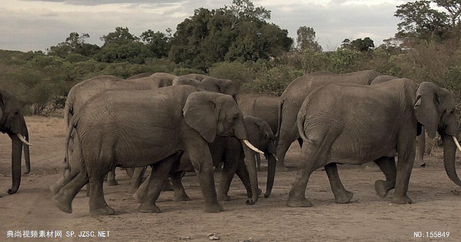 野生动物-001181VTXHD 动物视频 大象群