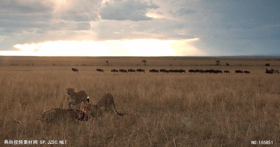 野生动物-001178VTXHD 动物视频大象群 牦牛