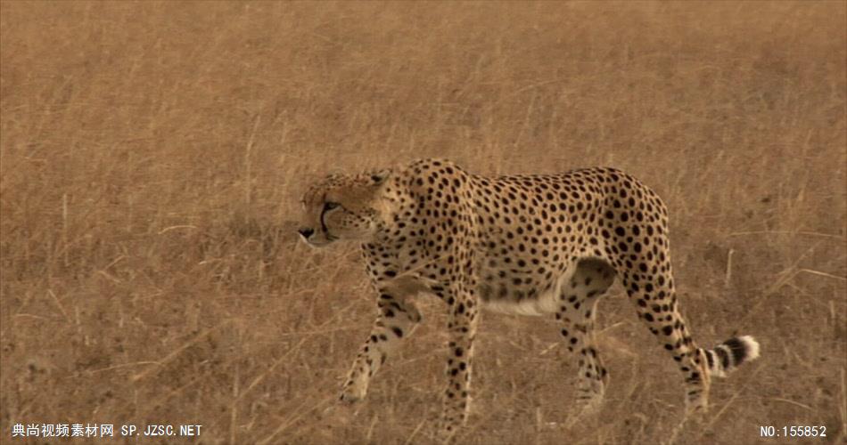 野生动物-001177VTXHD 动物视频豹子