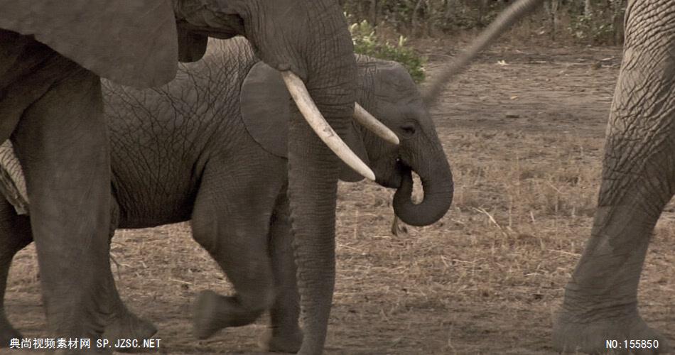 野生动物-001180VTXHD 动物视频大象群