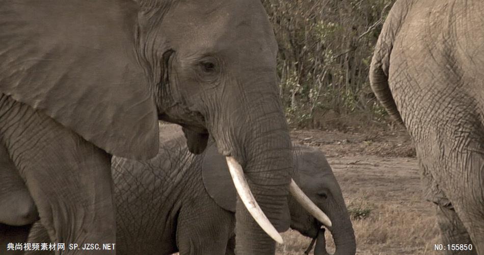 野生动物-001180VTXHD 动物视频大象群