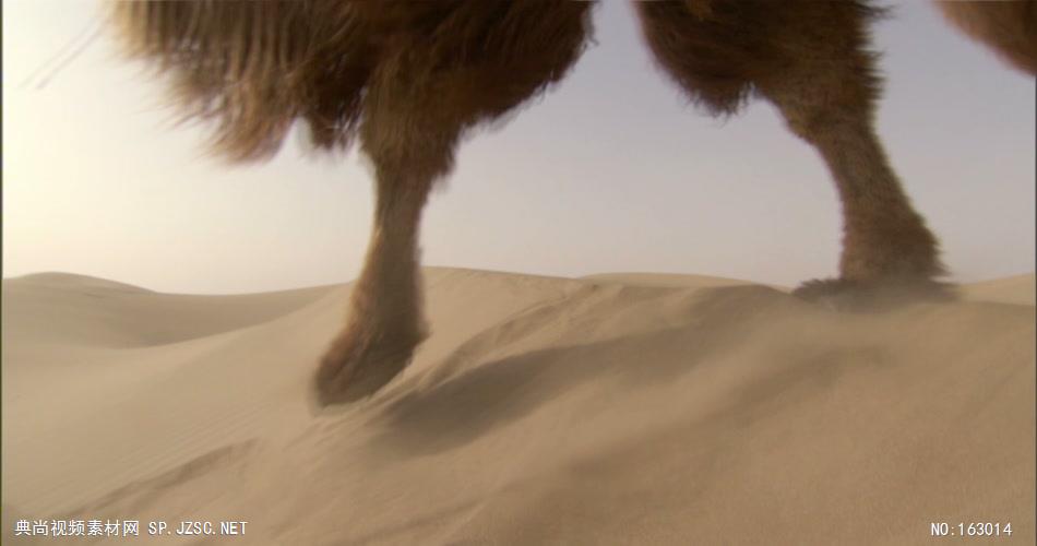 0313-沙漠骆驼队5(一组)-沙漠中国实拍视频素材 视频下载中国实拍
