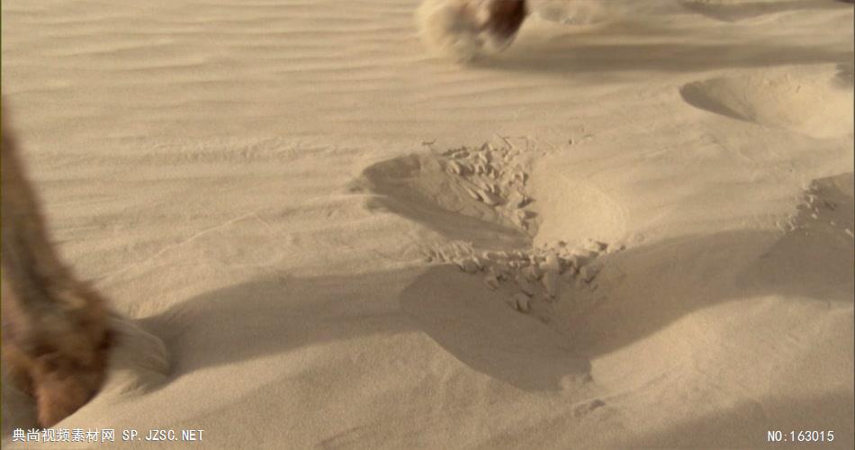 0312-沙漠骆驼队4-沙漠中国实拍视频素材 视频下载中国实拍