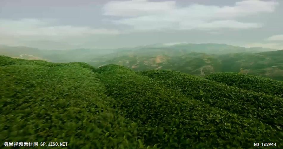 茶叶种植喝茶素材中国实拍视频素材 视频下载中国实拍