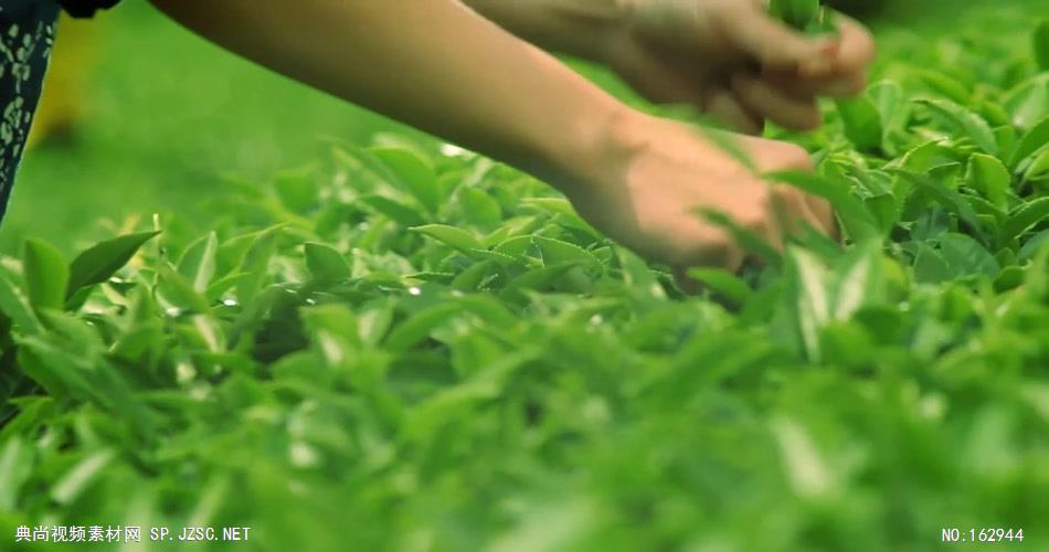 茶叶种植喝茶素材中国实拍视频素材 视频下载中国实拍