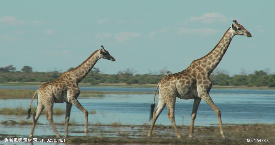 大自然草原三只长颈鹿行走生活特写动物系列近距离高清视频拍摄视频