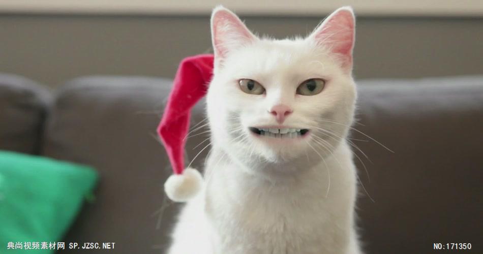 沃尔玛圣诞节广告猫咪篇.1080p 欧美高清广告视频