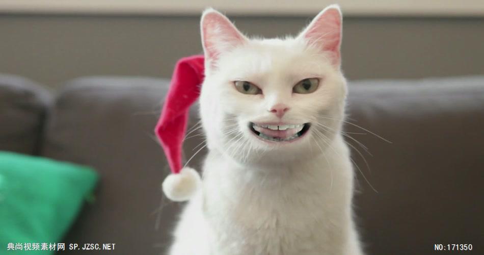 沃尔玛圣诞节广告猫咪篇.1080p 欧美高清广告视频